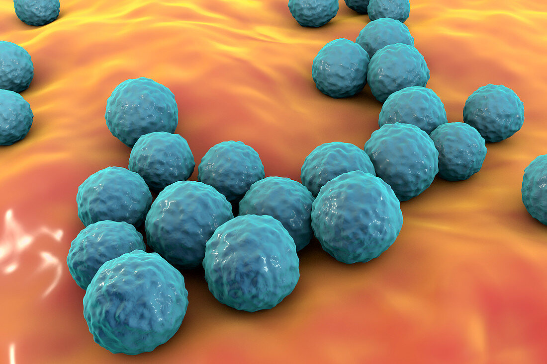 Enterococcus faecalis bacteria, illustration