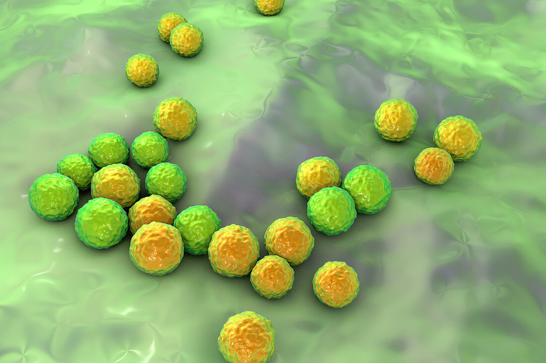 Enterococcus faecalis bacteria, illustration