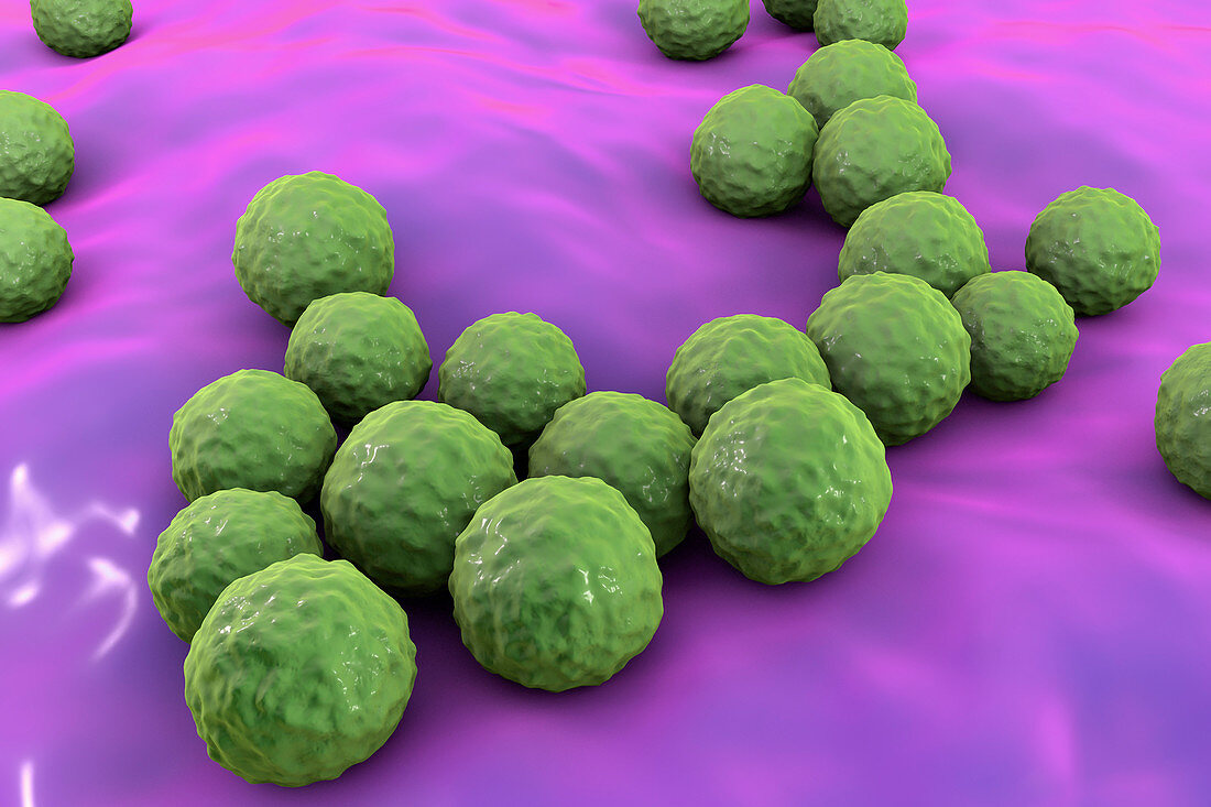 Enterococcus faecalis bacteria, illustration