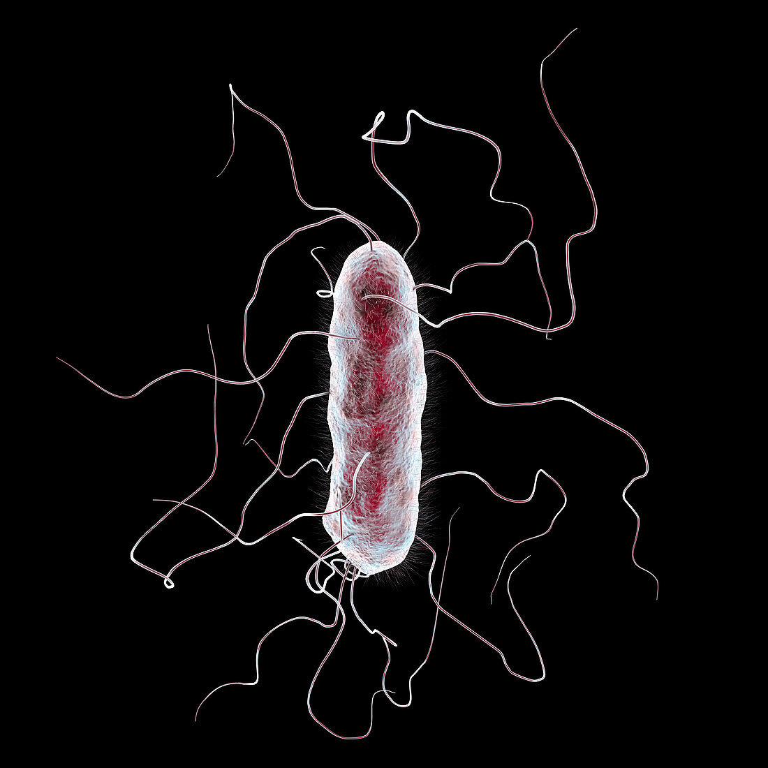 Proteus mirabilis bacterium, illustration
