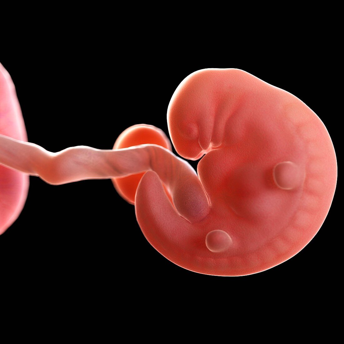 Human foetus age 6 weeks, illustration