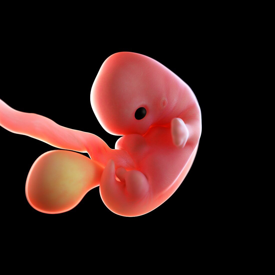 Human foetus age 7 weeks, illustration