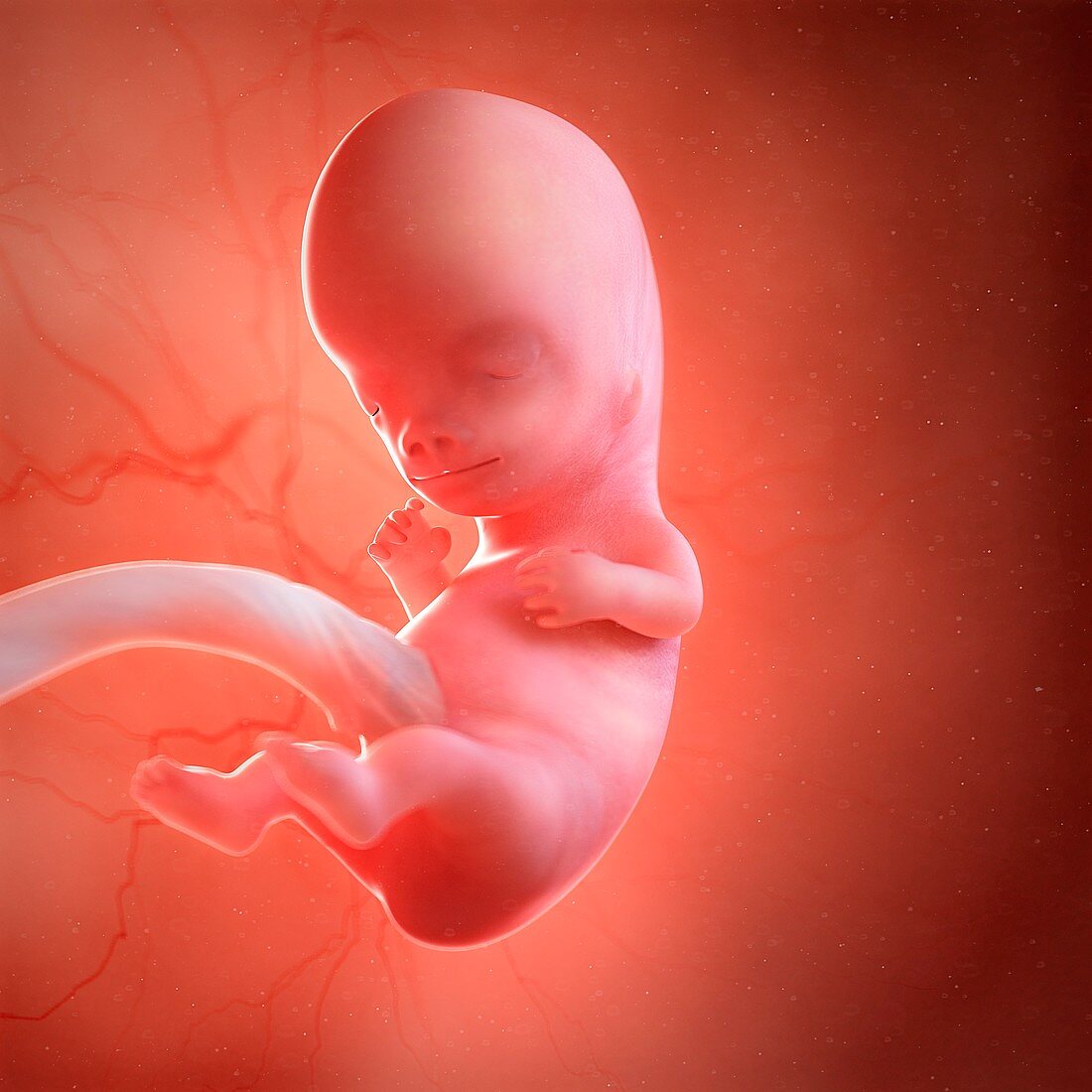 Human foetus age 9 weeks, illustration