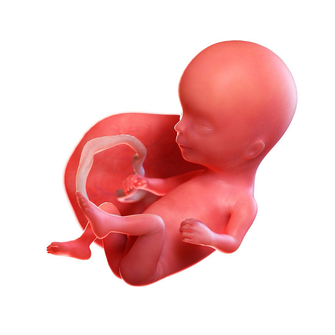 Human foetus age 14 weeks, illustration