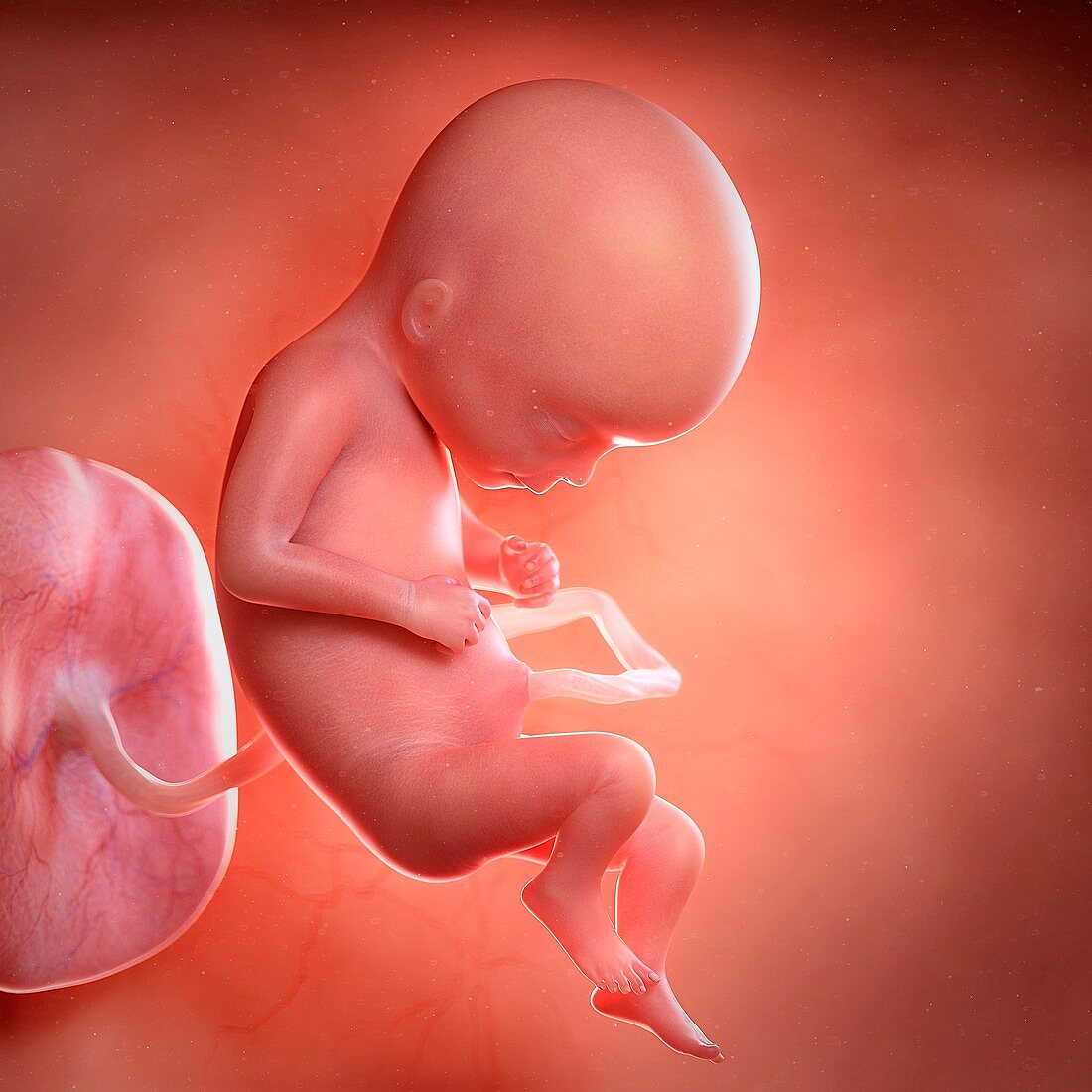 Human foetus age 17 weeks, illustration