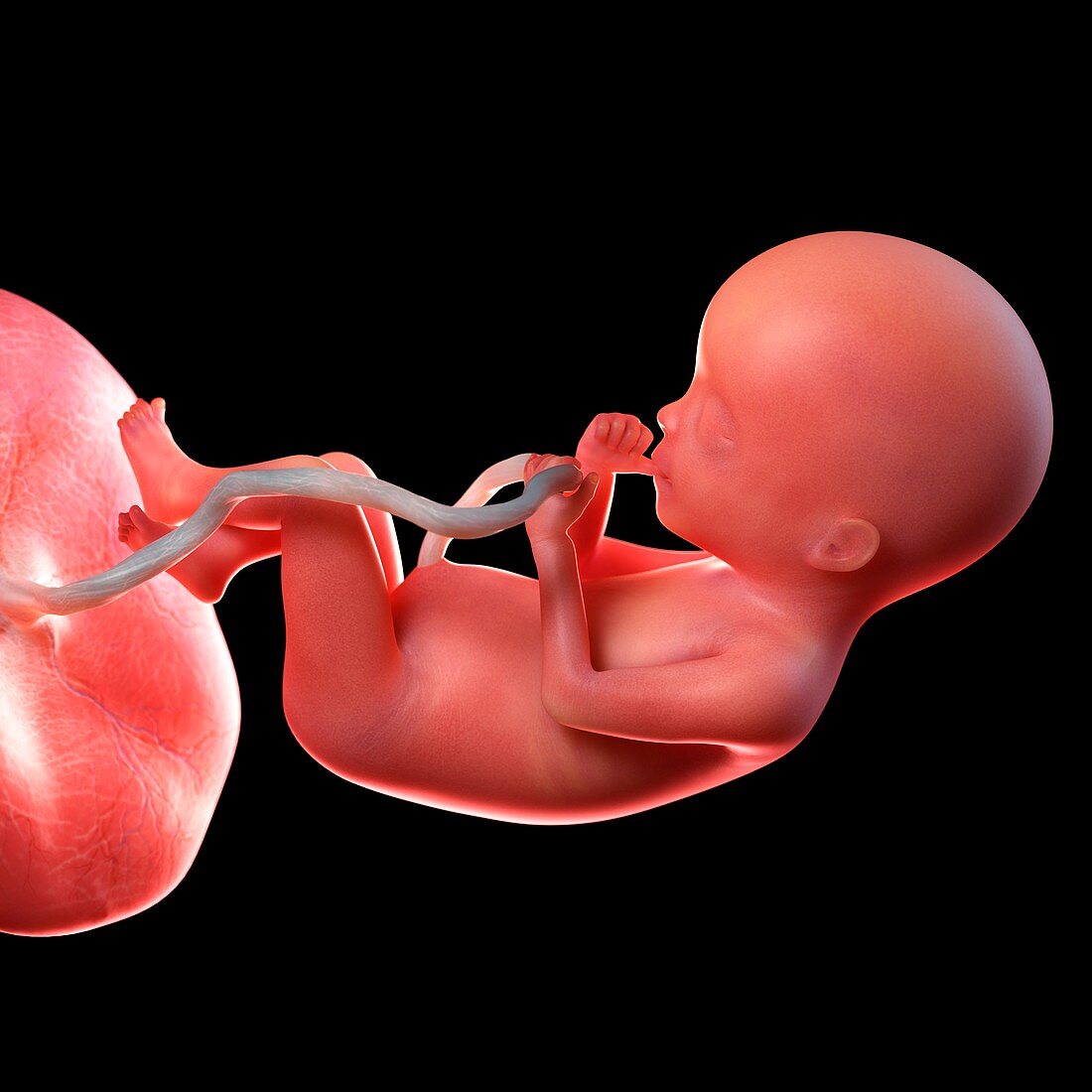 Human foetus age 20 weeks, illustration