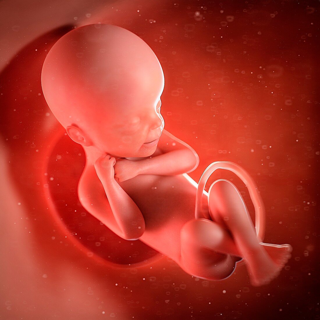 Human foetus age 24 weeks, illustration