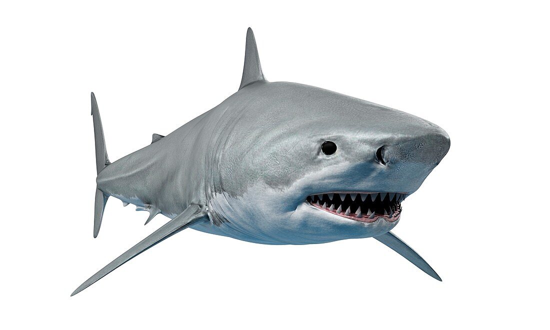 Shark against white background, illustration