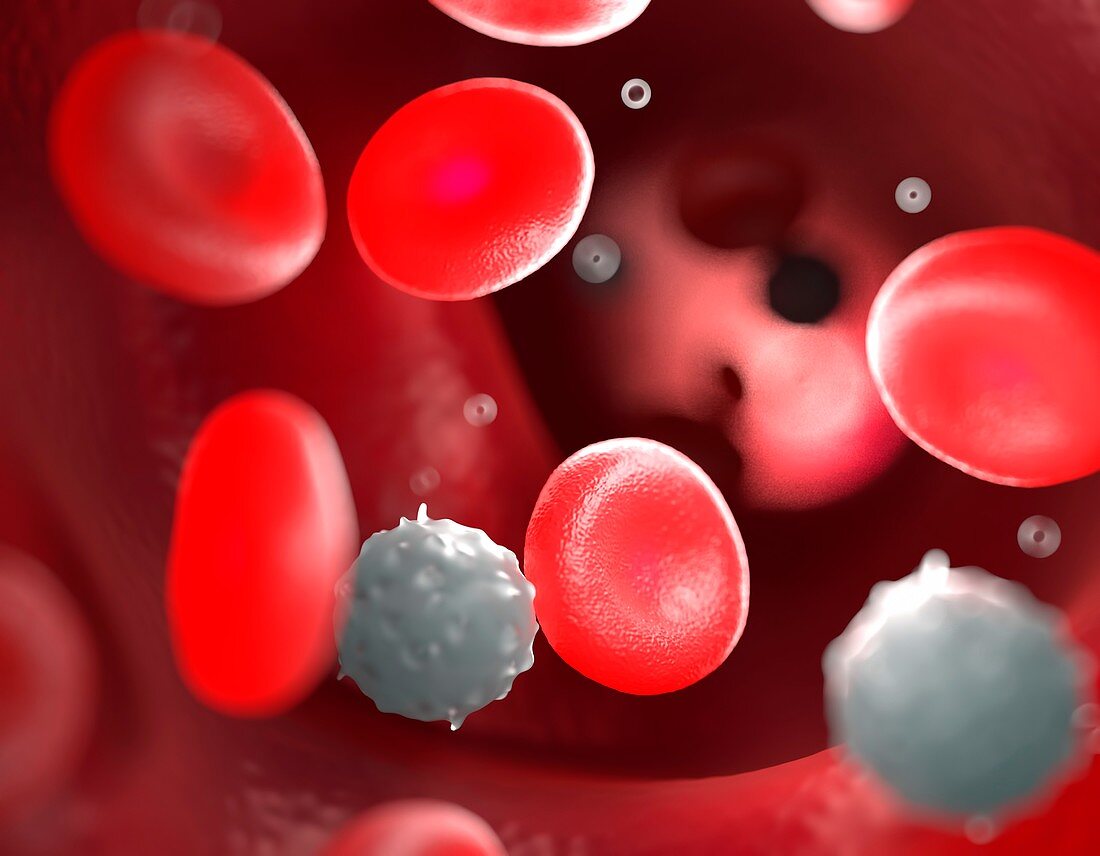 Red blood cells in the bloodstream