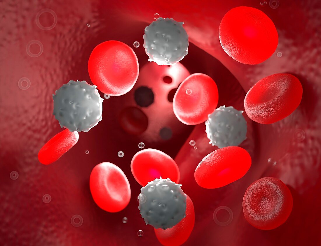 Red blood cells in the bloodstream