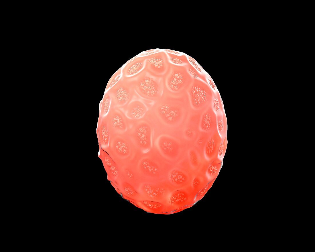 Nematode egg