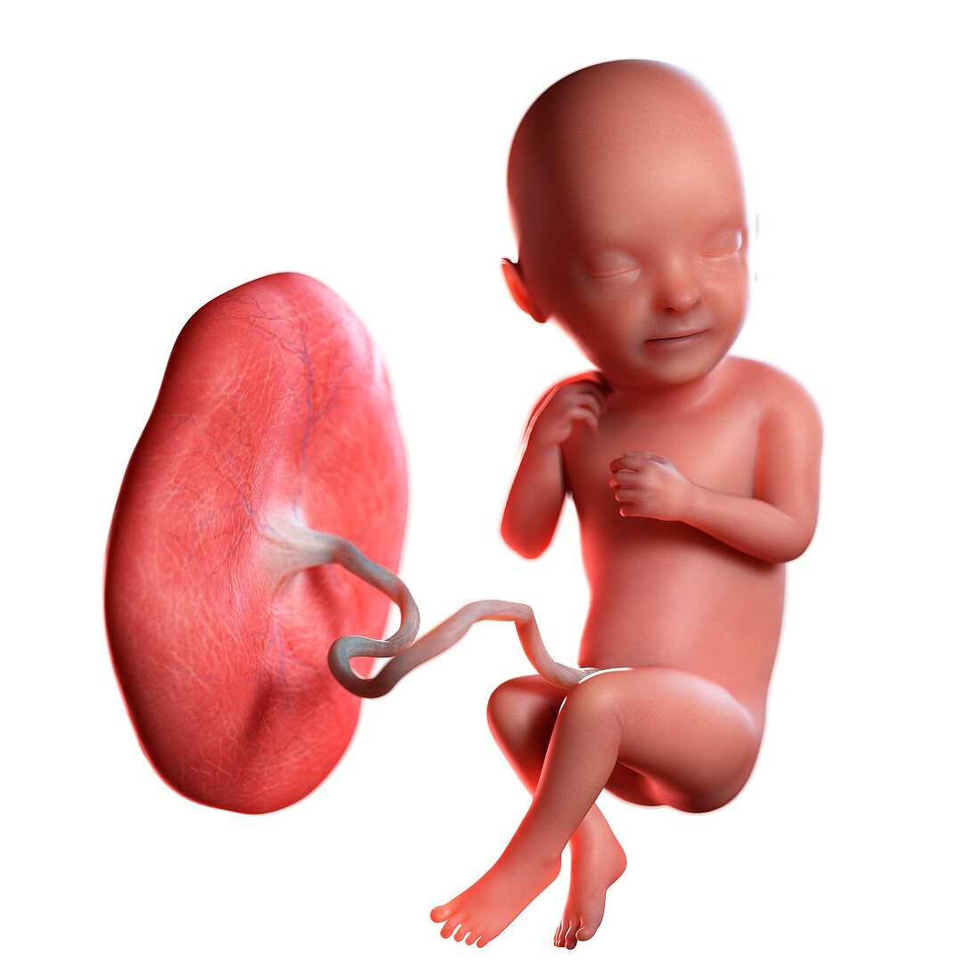 Human foetus age 33 weeks, illustration