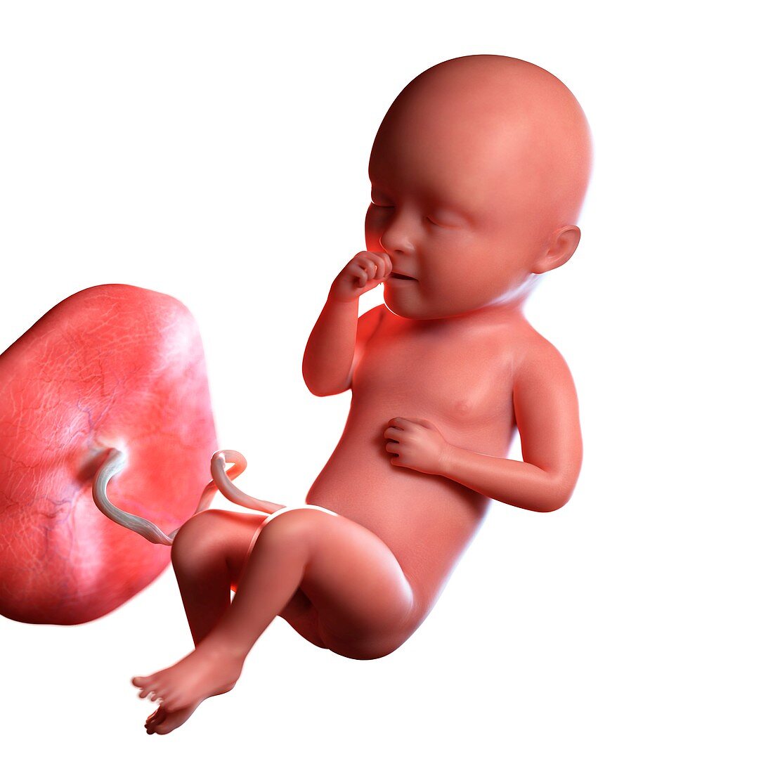 Human foetus age 34 weeks, illustration