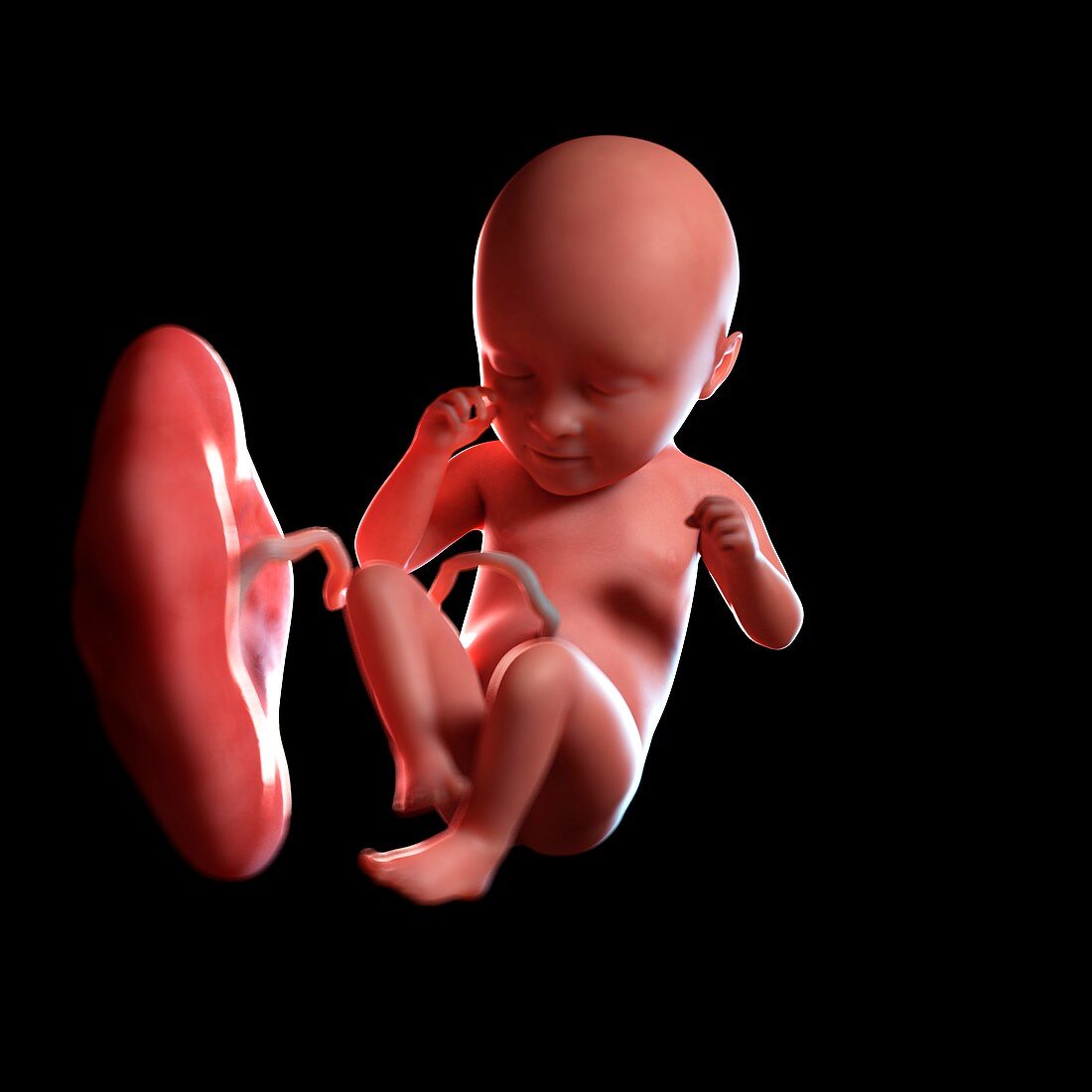 Human foetus age 35 weeks, illustration