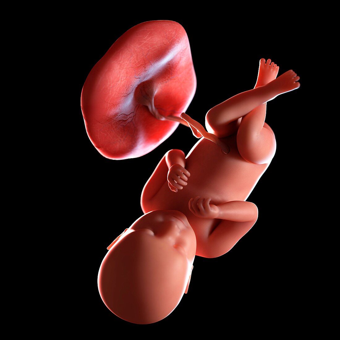 Human foetus age 39 weeks, illustration