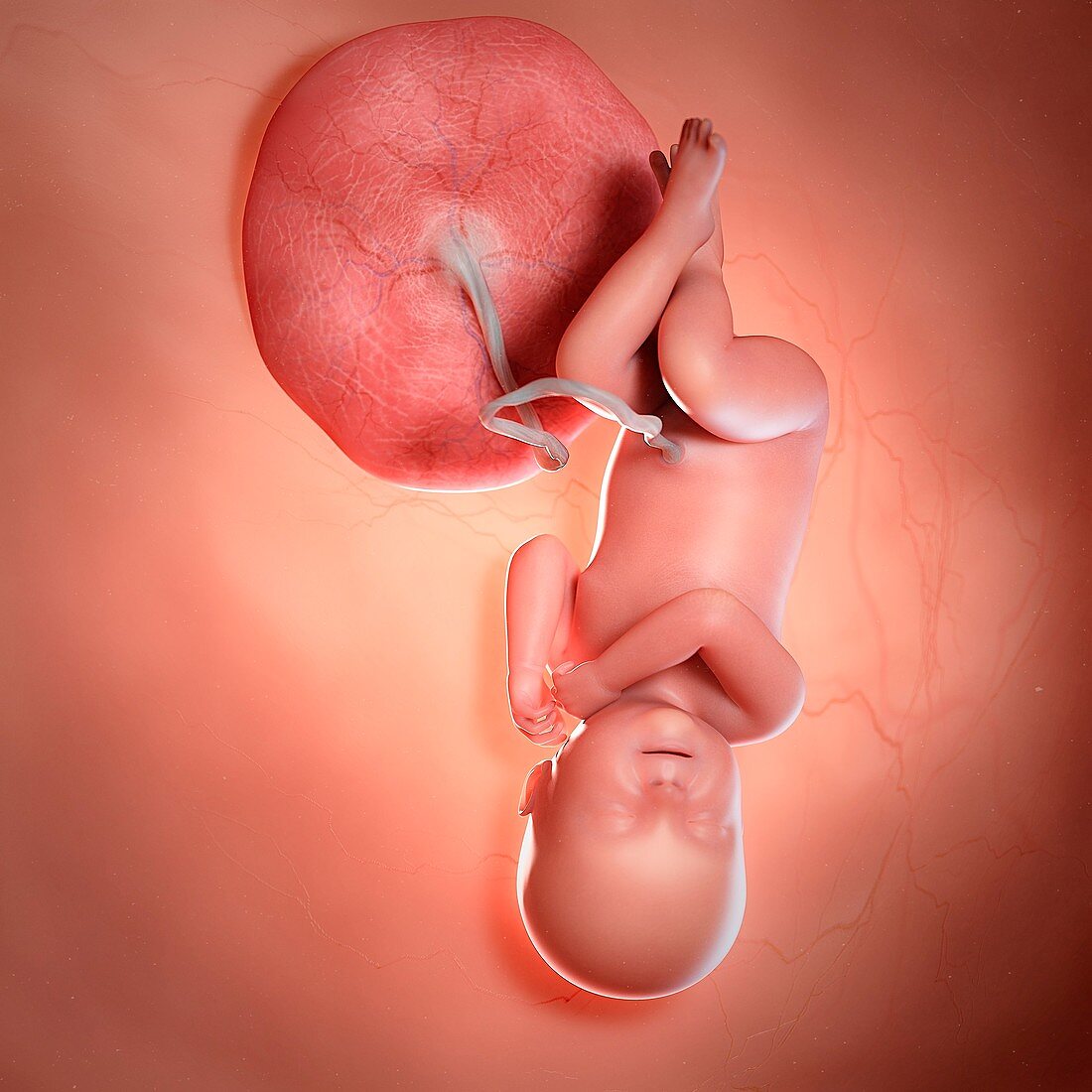 Human foetus age 40 weeks, illustration