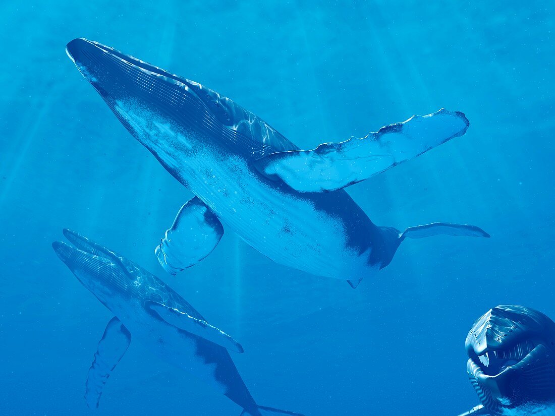 Whales swimming underwater, illustration