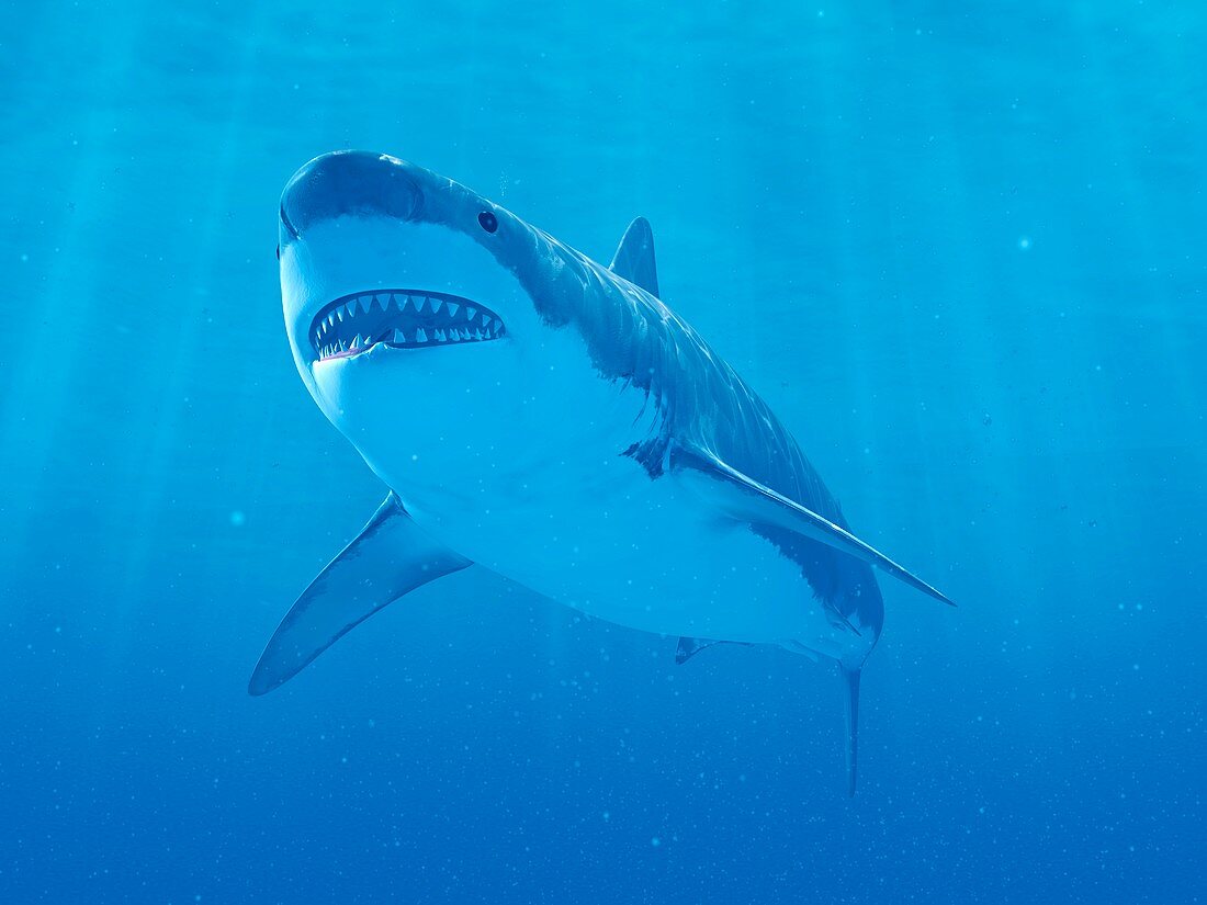 Shark swimming underwater, illustration