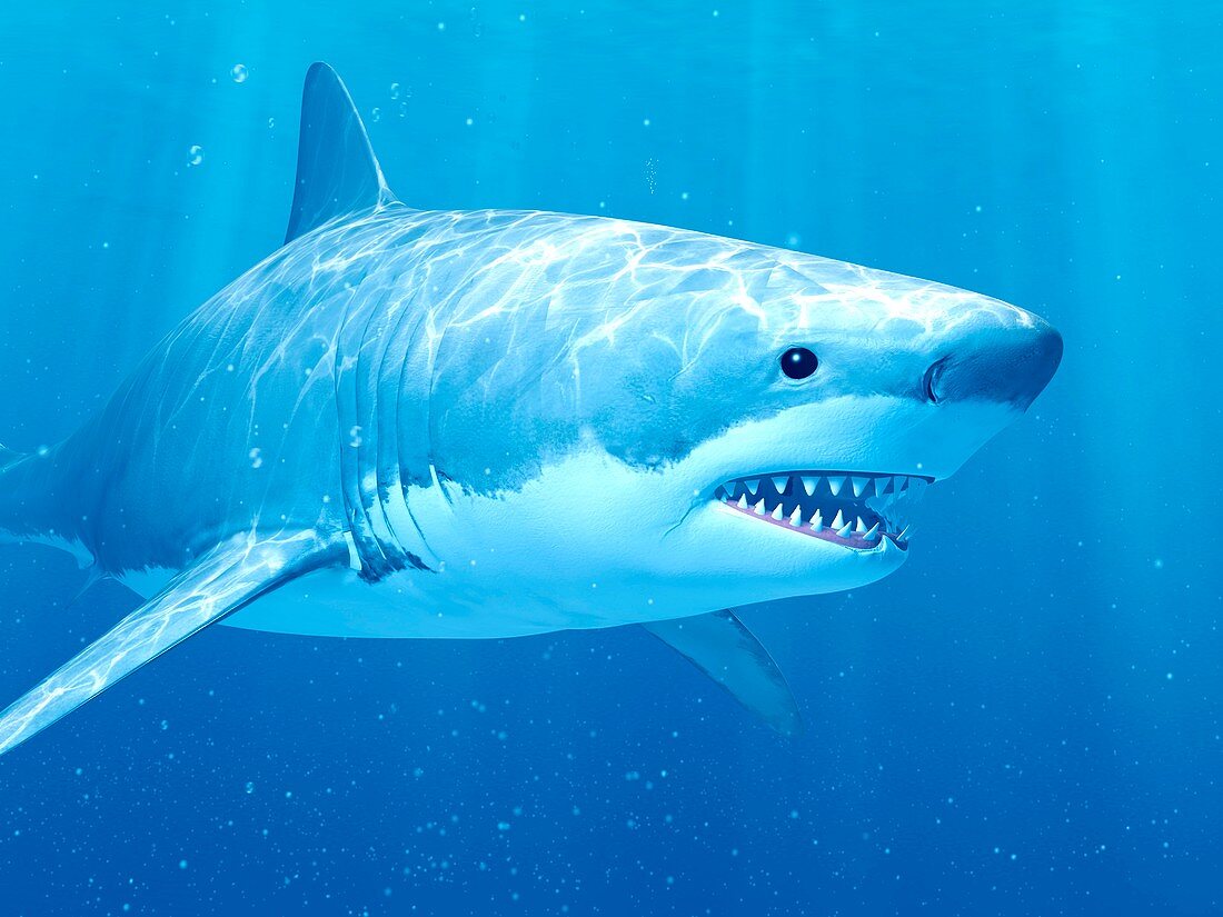 Shark swimming underwater, illustration