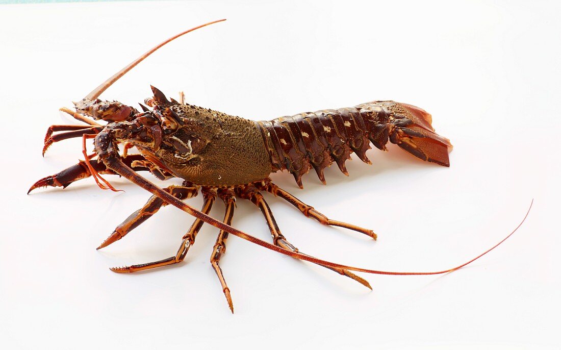 Spiny lobster