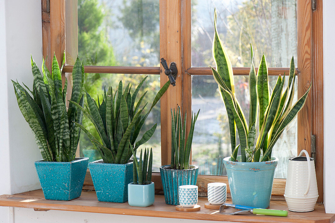 Sansevieria trifasciata and cylindrica in turquoise pots