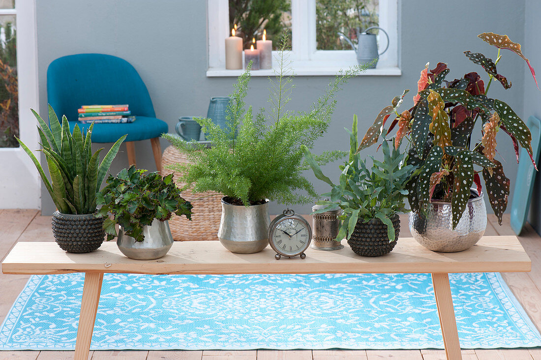 Wooden bench with houseplants as room divider