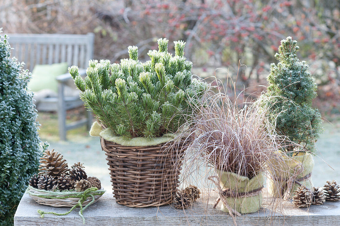 Pinus mugo mughus ( Bergkiefer, Krummholz-Kiefer ), Carex 'Bronze Form'