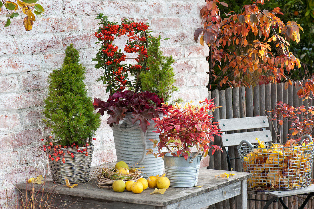 Pot arrangement with Picea glauca 'Conica', Pyracantha