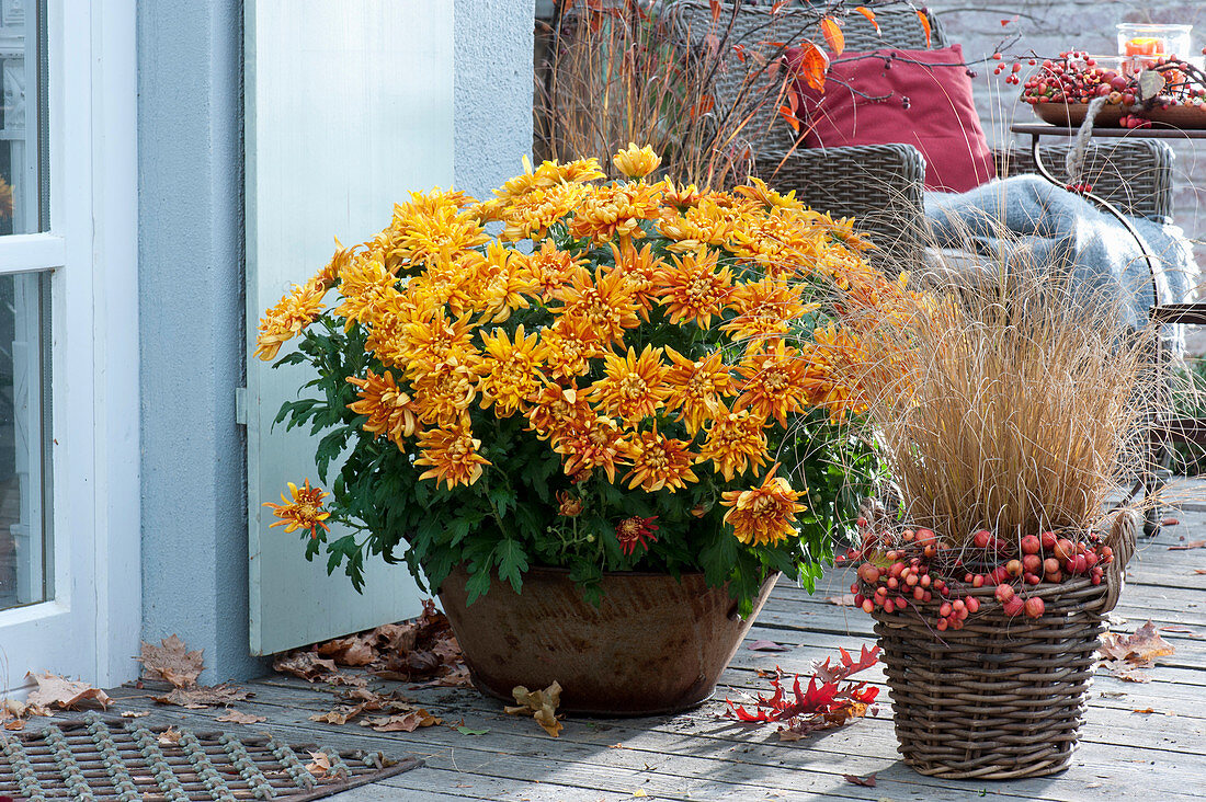 Chrysanthemum and Pennisetum