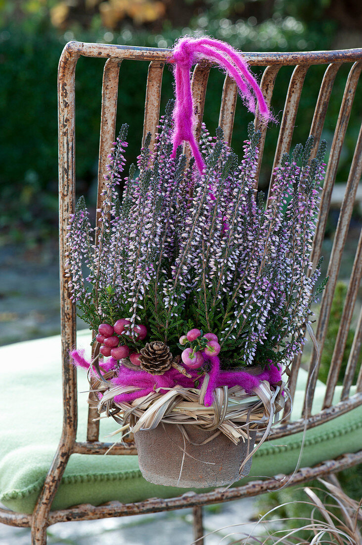 Calluna vulgaris Garden Girls 'Lisann'