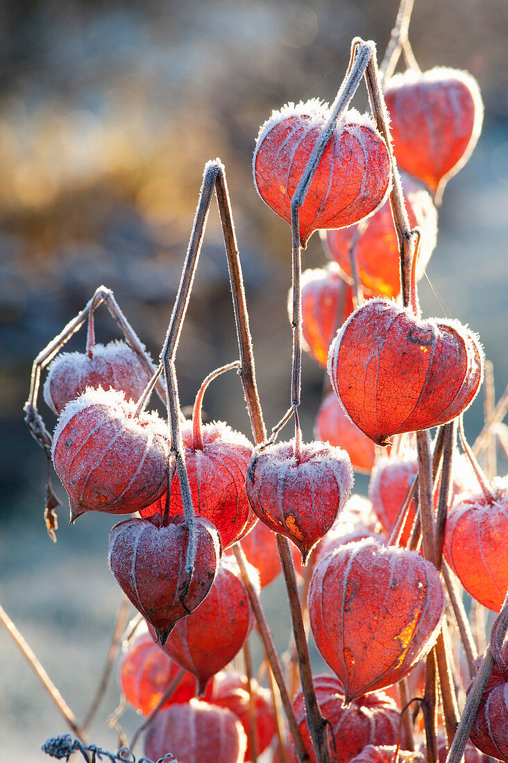 Frozen fruit stands of Physalis alkekengi (Lampion flower)