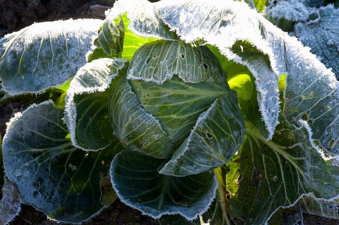 Brassica rapa ( Weisskraut, Weisskohl ) mit Rauhreif