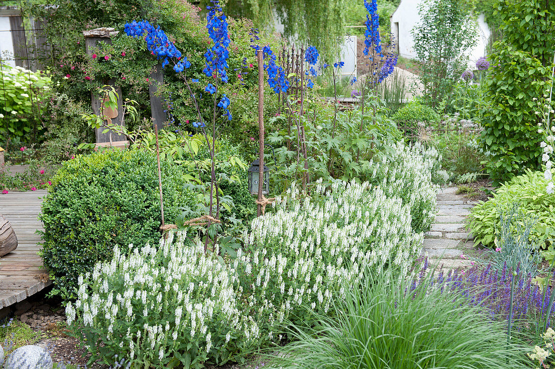 Bed with Salvia nemorosa 'Snow Hill', Delphinium