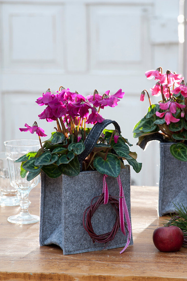 Cyclamen persicum 'Fleur en Vogue'