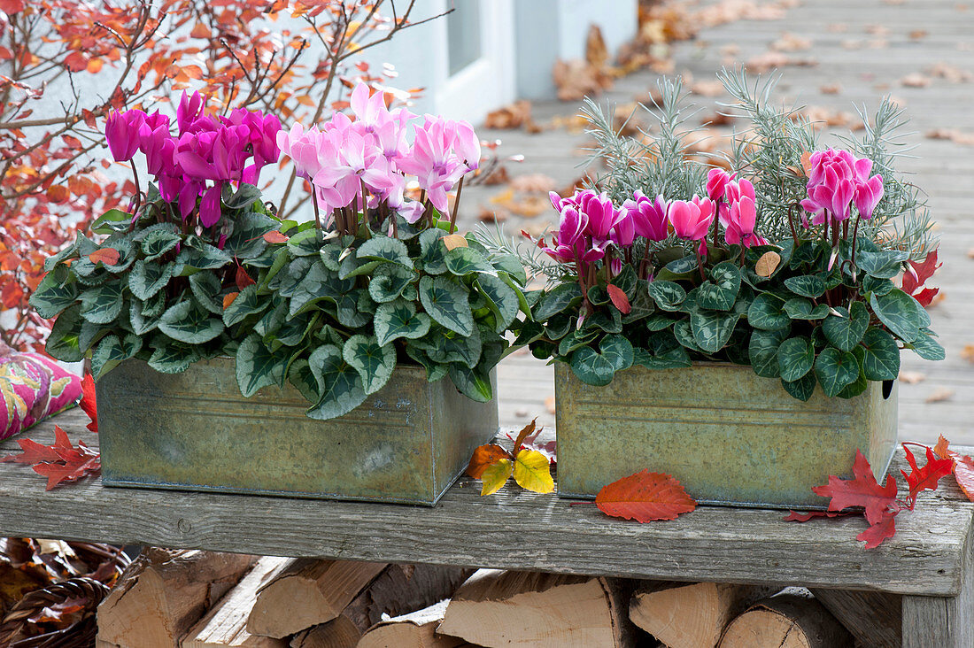 Tin boxes planted with Cyclamen persicum (cyclamen)