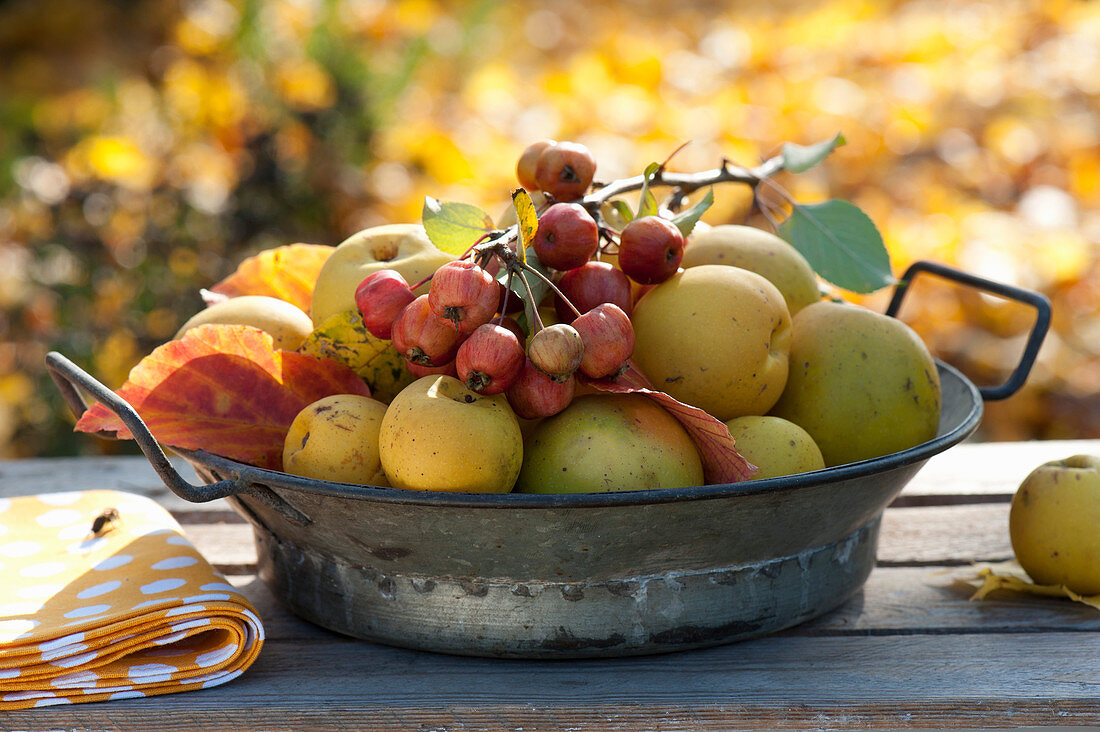 Fruits of Chaenomeles (ornamental quince) and Malus (ornamental apple)