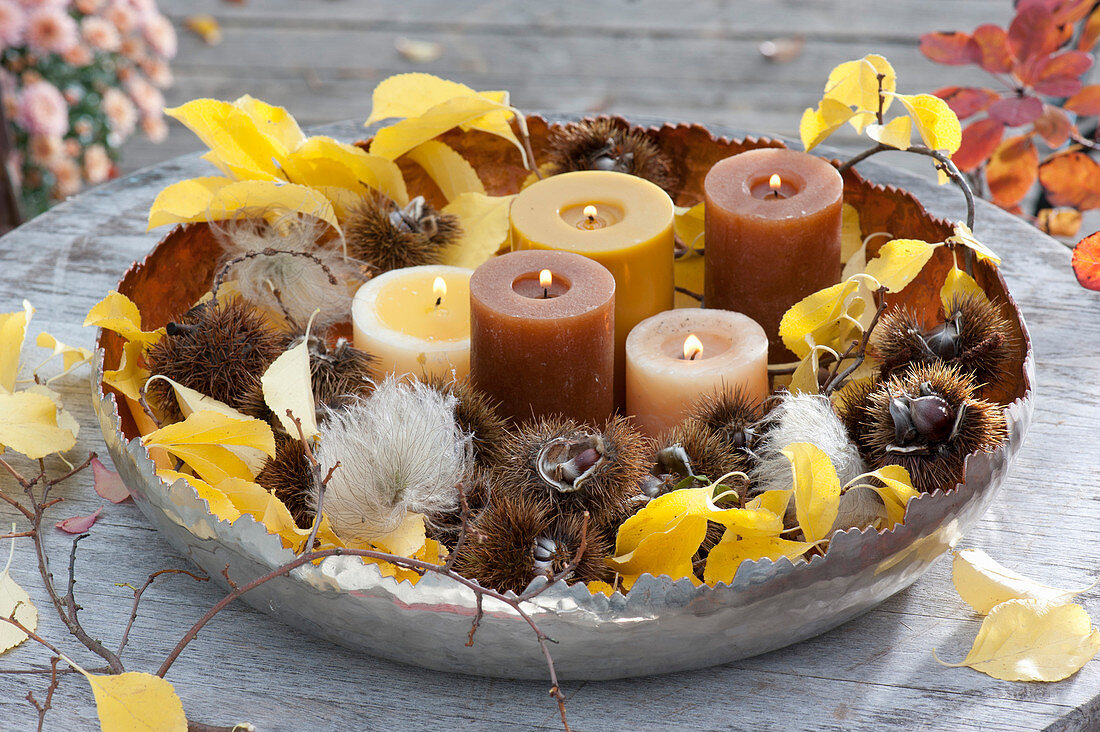 Breite Schale mit Kerzen, Fruchtstaenden von Castanea sativa ( Marone