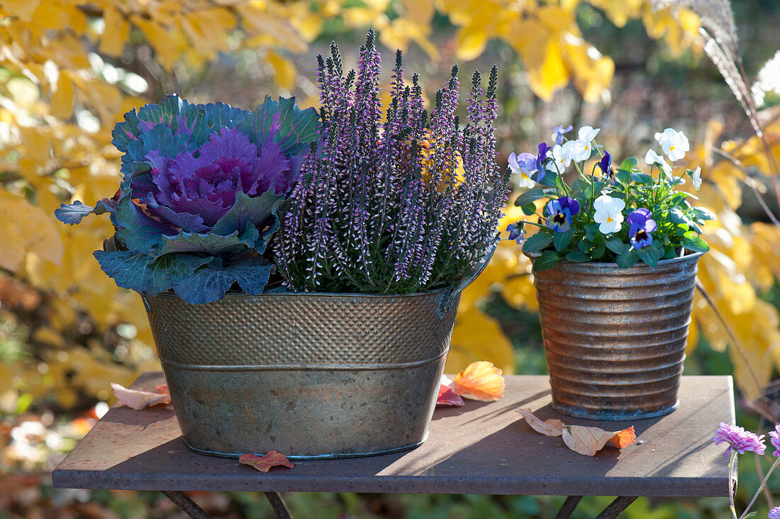 Tin vessels with Calluna vulgaris (bud heather, broom heath)