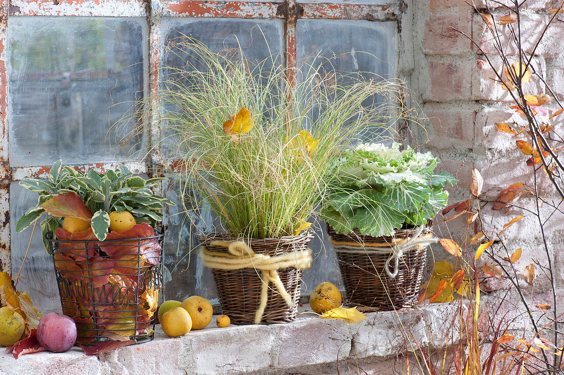 Autumn at the stable window, Carex comans (sedge) and Brassica