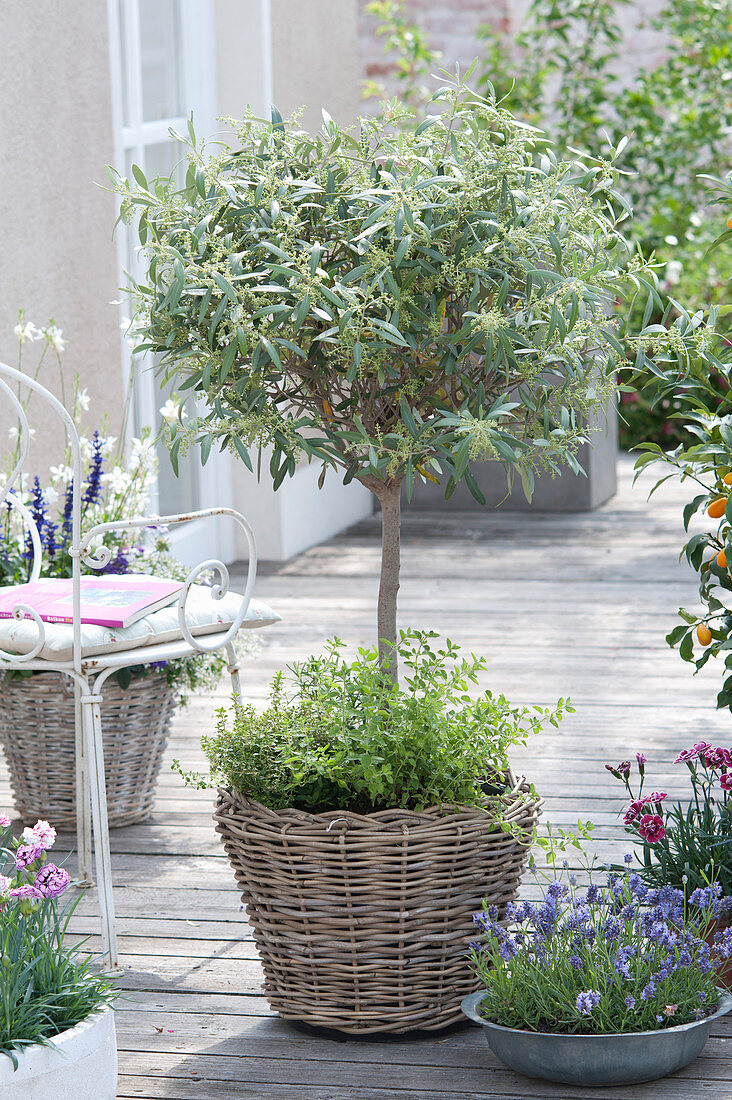 Olea europaea Stem underplanted with Origanum