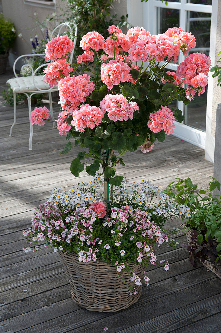 Pelargonium zonal 'Classic Helena', stems