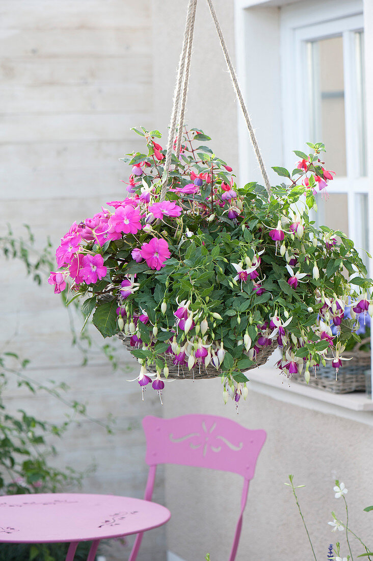 Impatiens New Guinea La Tina 'Orchid' (Guinea-hen flower) and Fuchsia