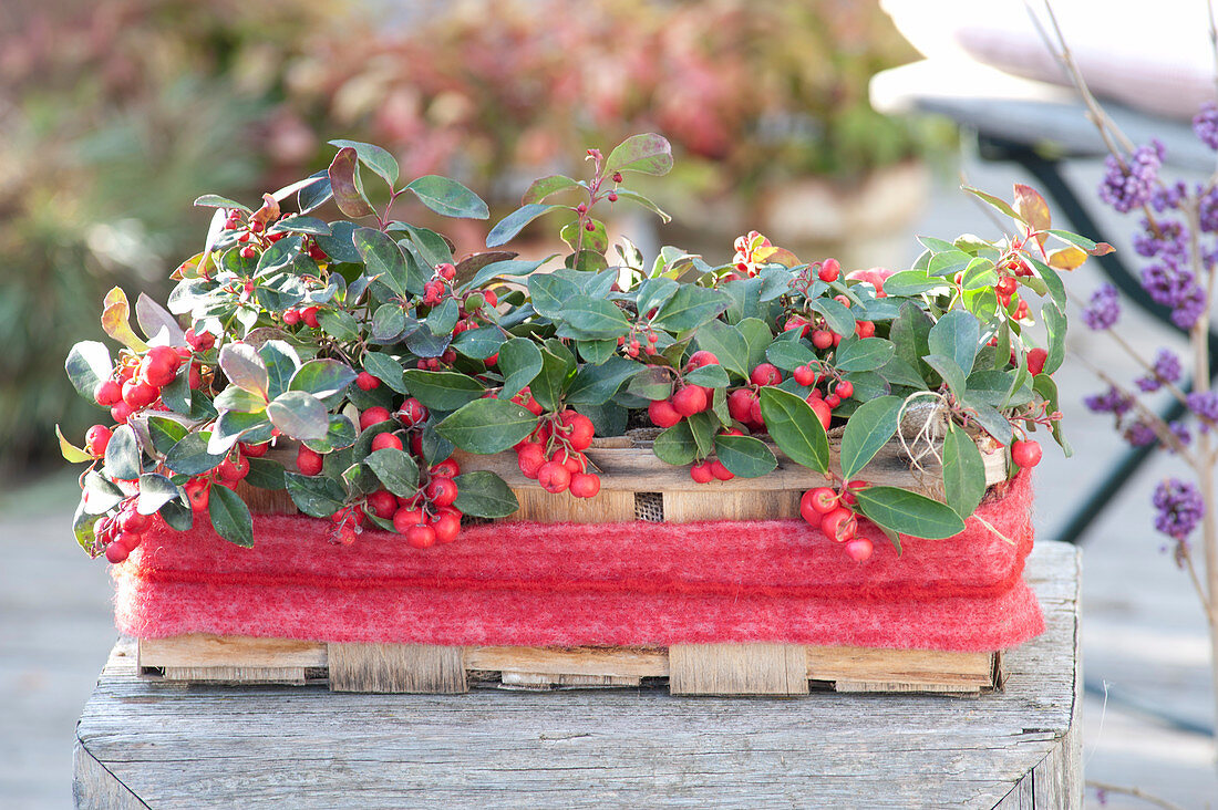 Gaultheria procumbens 'Winterpearls' (Spider berry) in the Spank basket