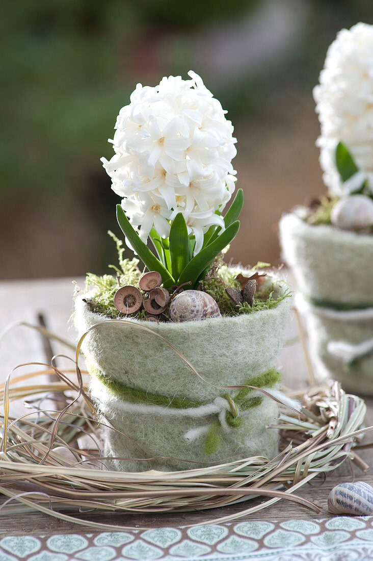 Hyacinthus orientalis 'White Pearl' ( Hyazinthe ) in Topf mit Filzverkleidun