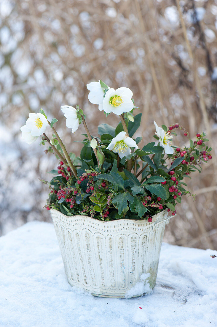 Helleborus niger (Christmas rose) and Vaccinium (cranberry)