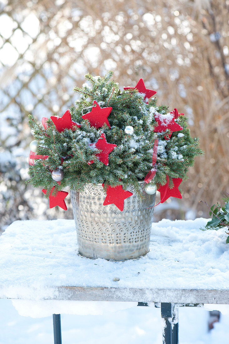 Picea abies' Echiniformis (hedgehog spruce) in silver planter