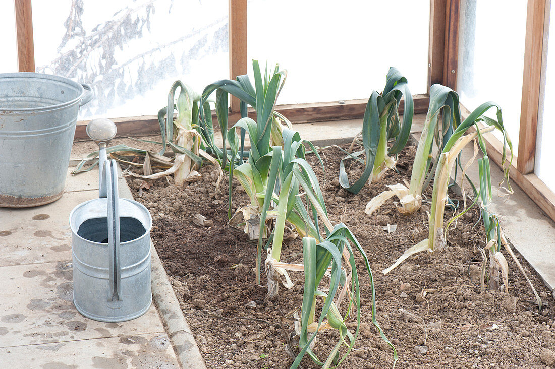 Allium porrum ( Porree, Lauch ) im Winter im Gewaechshaus