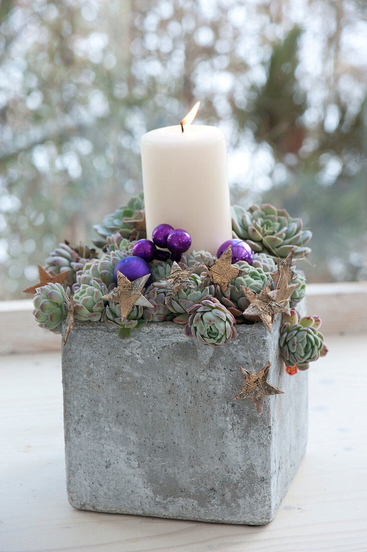 Echeveria pulvinata 'Doris Taylor' (Echeveria) in concrete pot