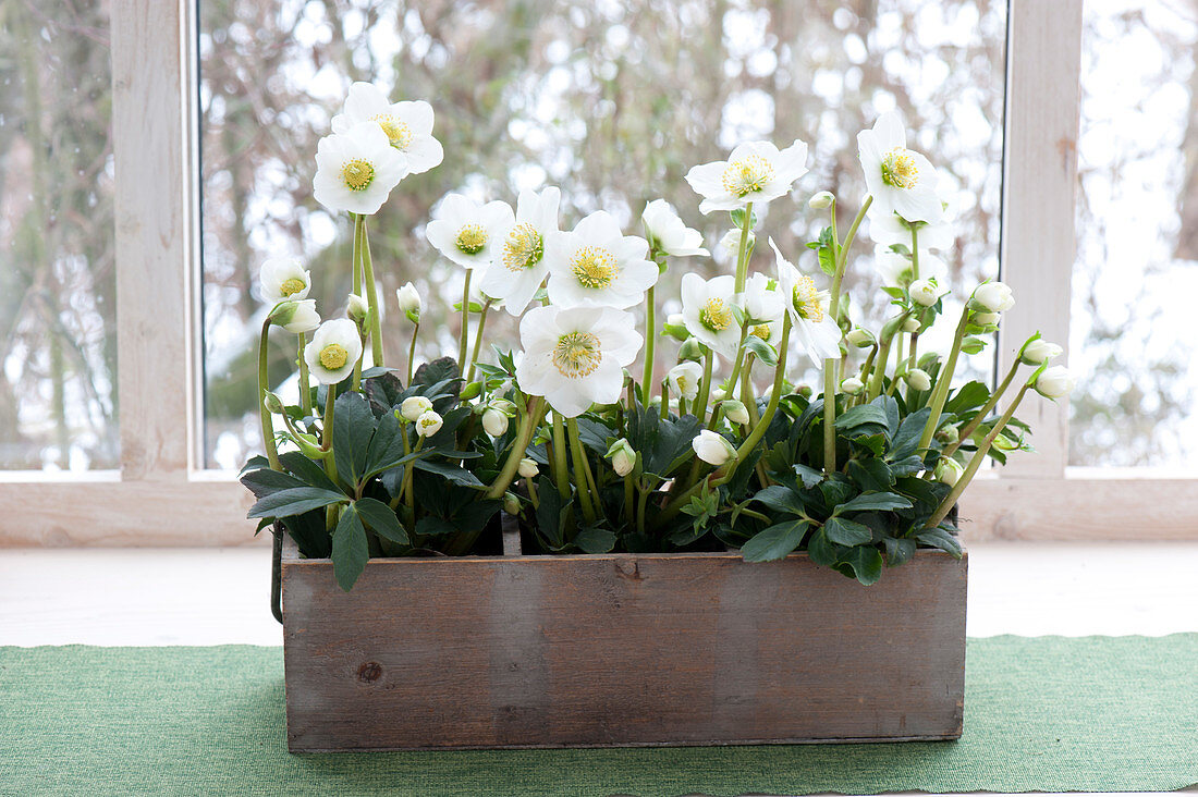 Helleborus niger HCG 'Wintergold' in old wooden drawer