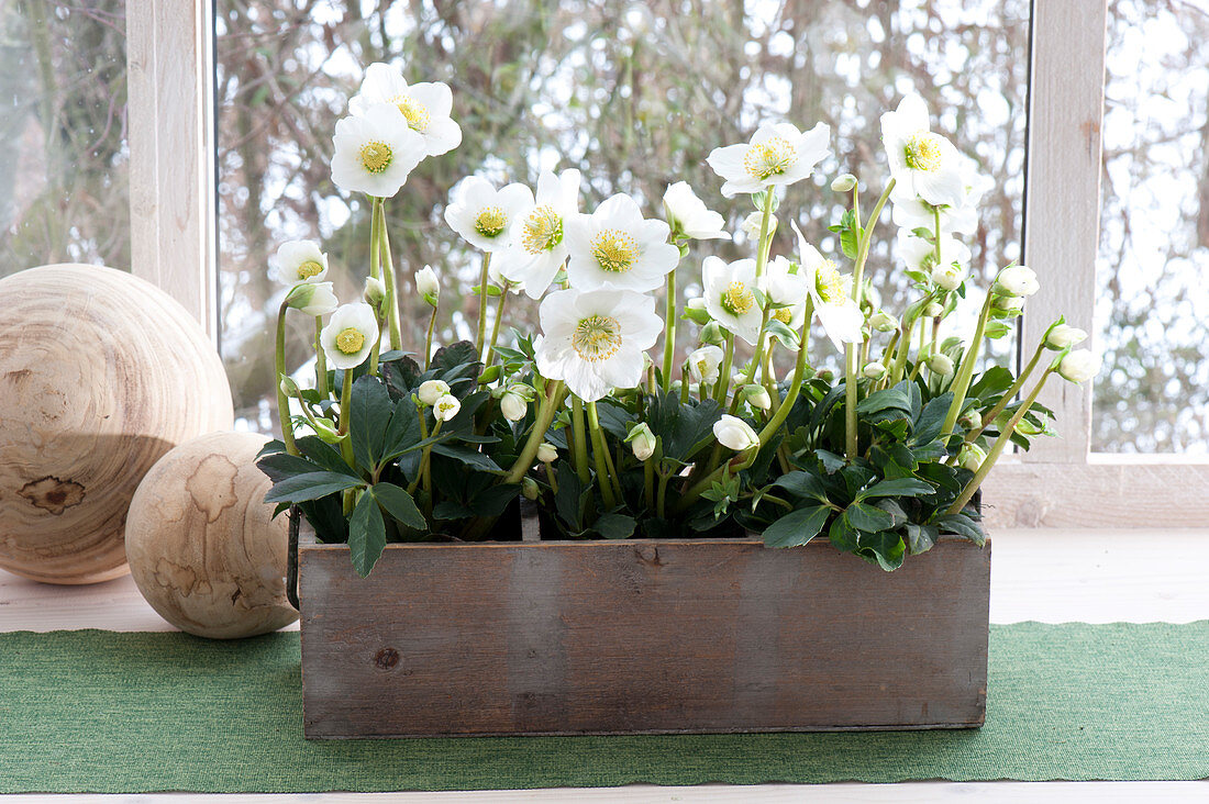 Helleborus niger Hcg 'Wintergold' in old wooden drawer